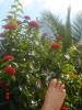 3-11 feb Flag Beach amiguitas + family (87)-thumb