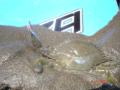3-11 feb Flag Beach amiguitas + family (93)-thumb